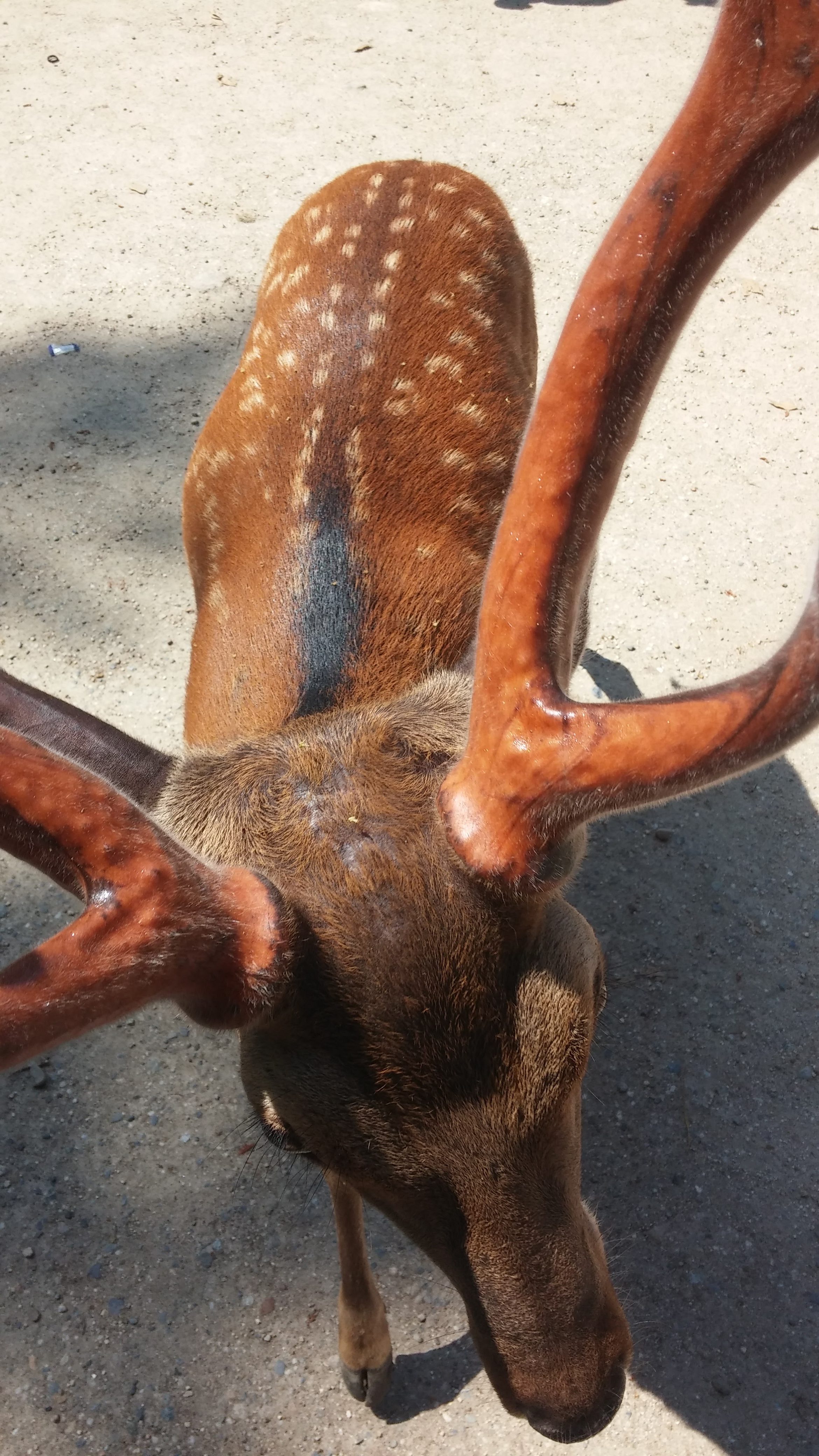 A stag with large antlers bowing its head