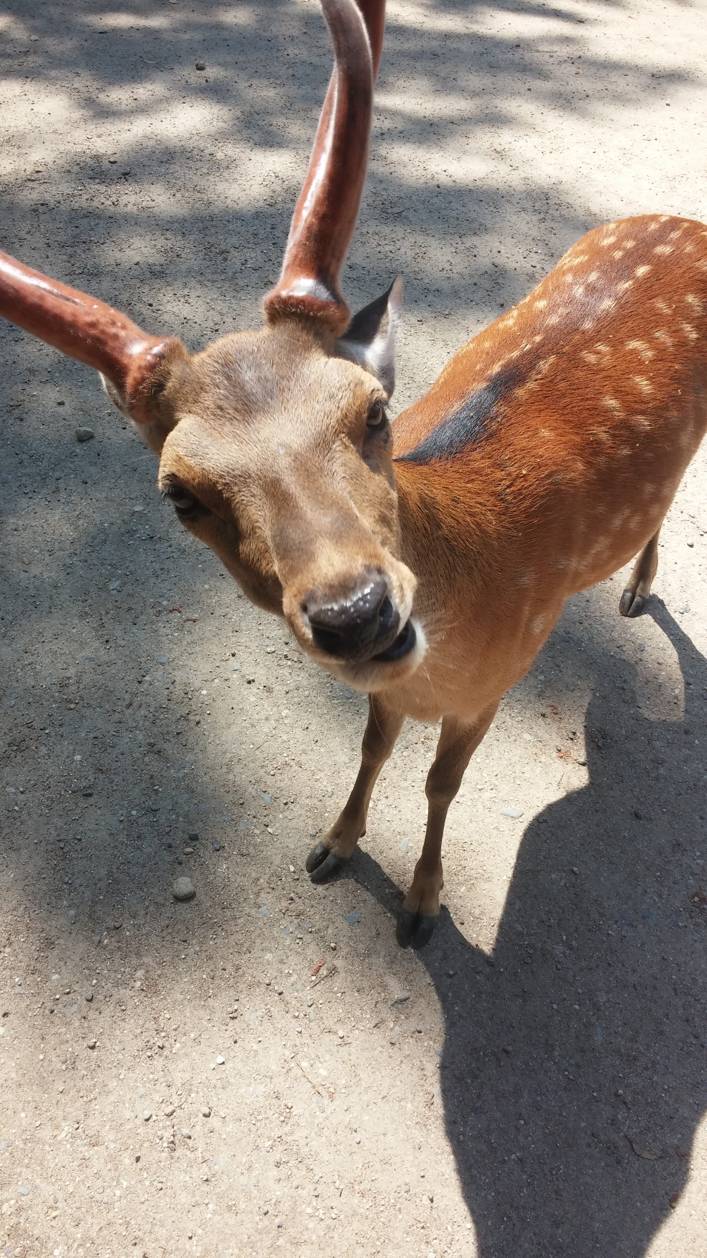 A deer with large antlers looking directly into the camera