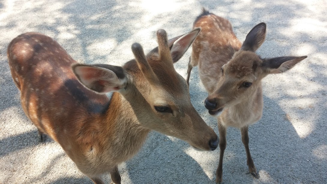 A mother and baby deer standing side by side, close to the camera