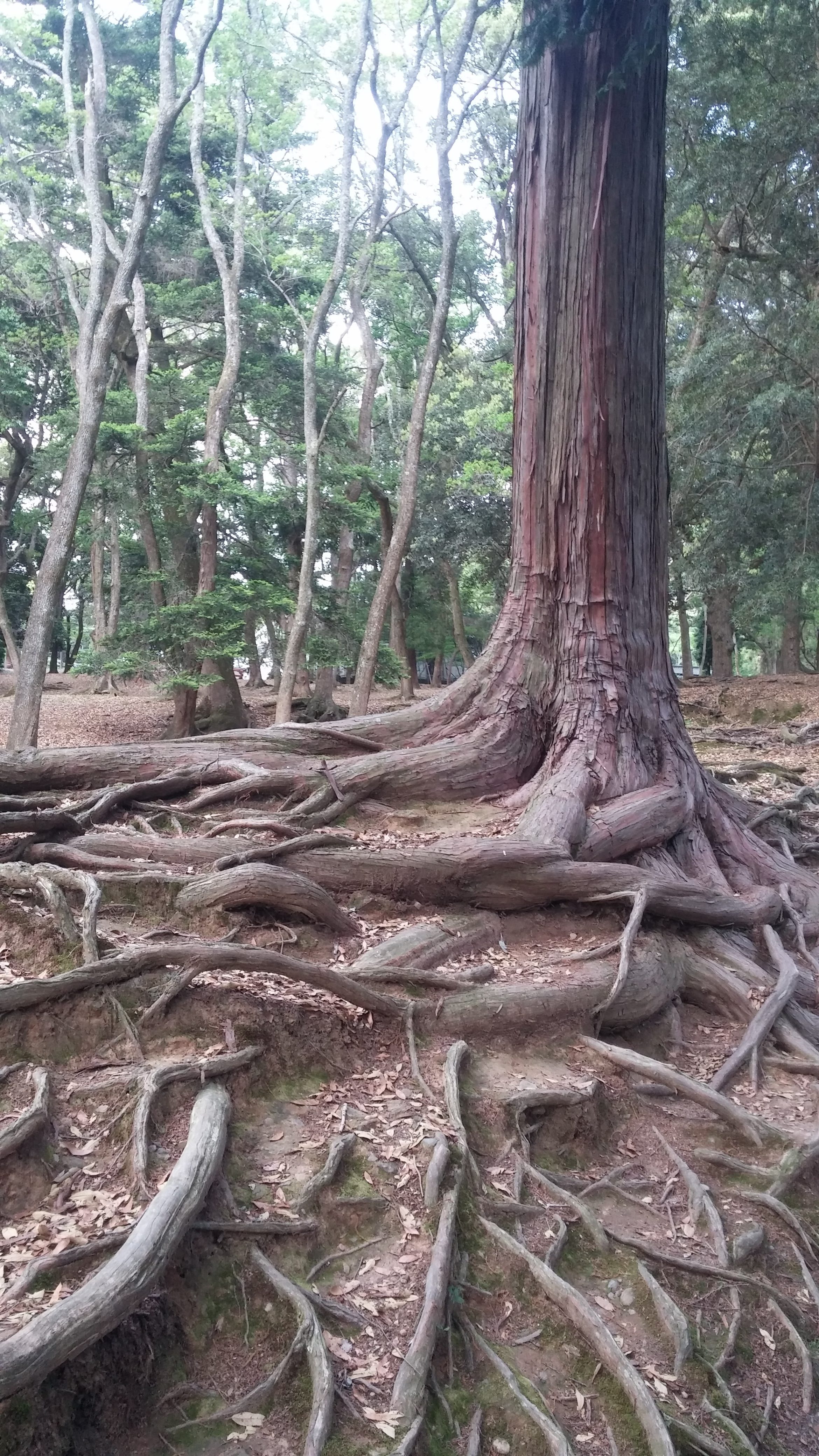 An old tree in a forest with long, exposed roots