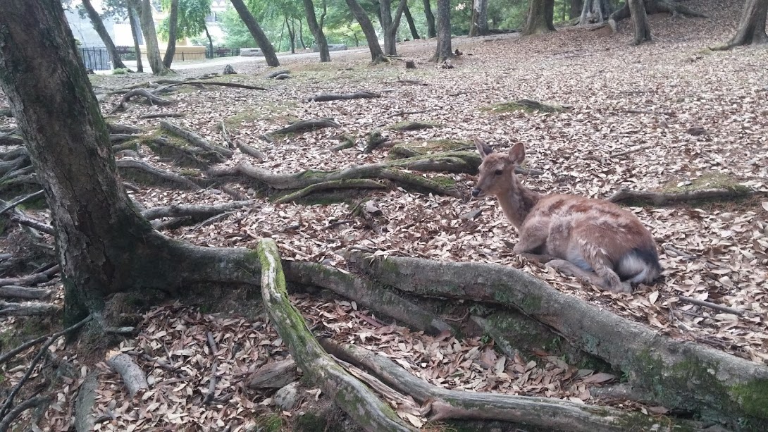 A deer lying in the shade of an old tree at the edge of a forest