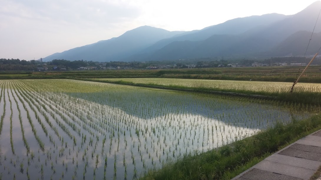 Rice paddies with a backdrop of mountains