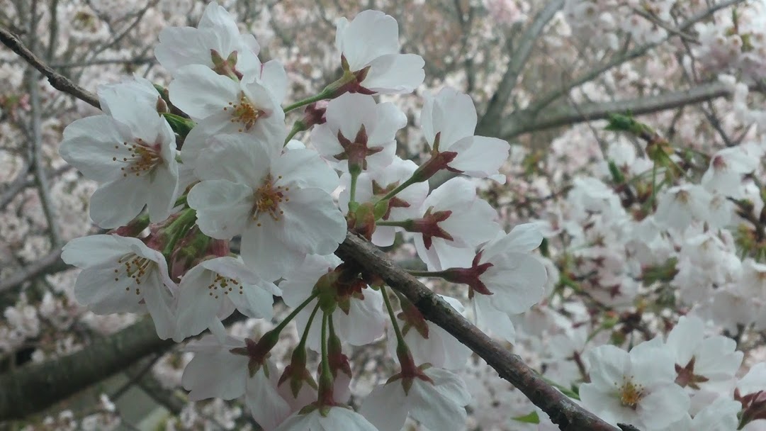 A close up of white cherry blossoms